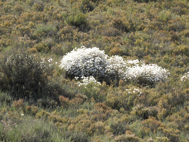Linum suffruticosum photo